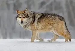 De wolf in Thorn
